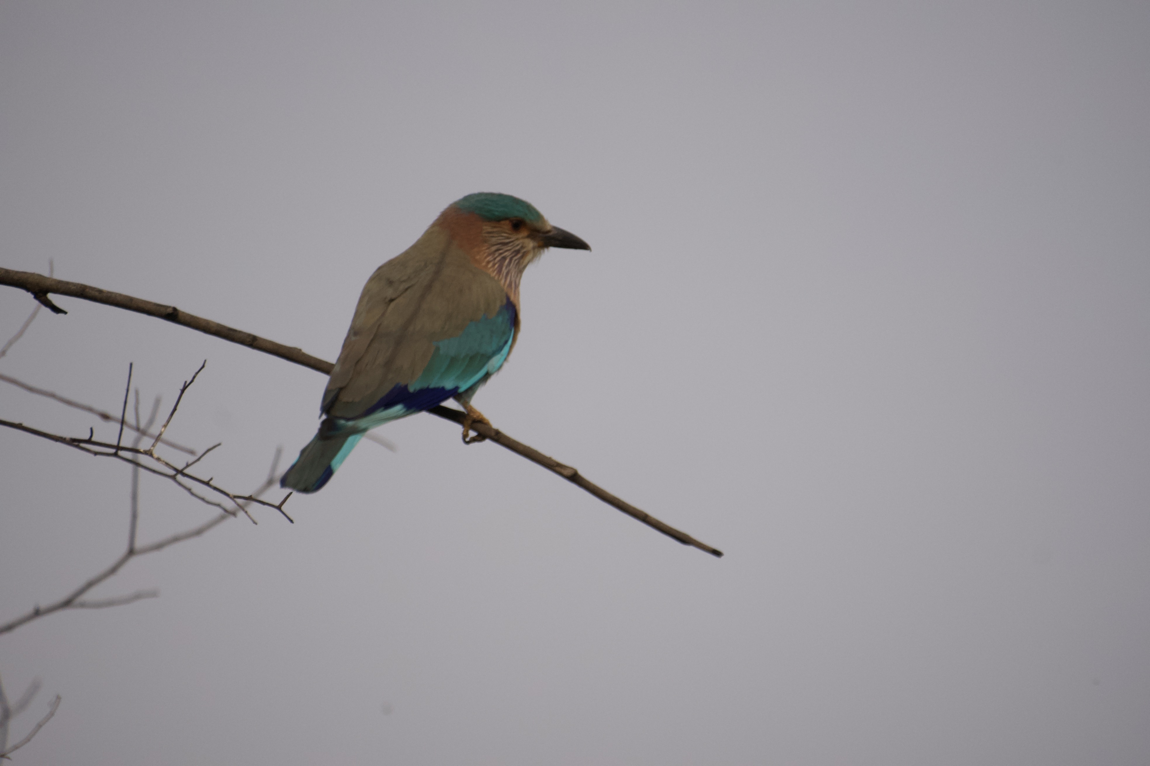 Indian Roller